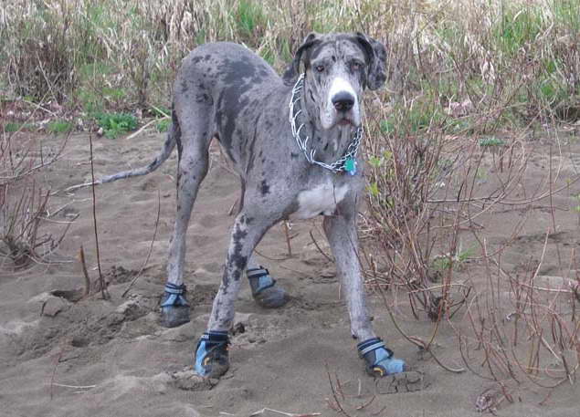 Great Dane Rescue Austin