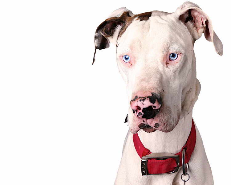 Great Dane Rescue Centers