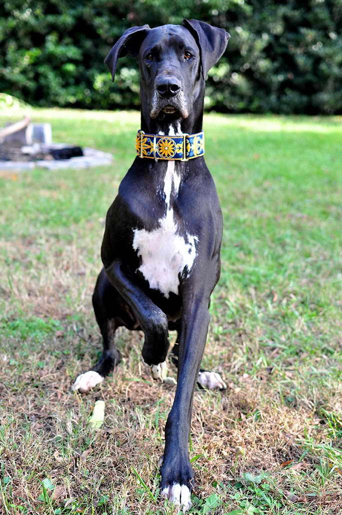 Great Dane Rescue Cincinnati