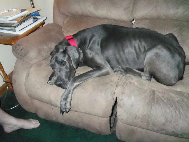 Great Dane Rescue Delaware