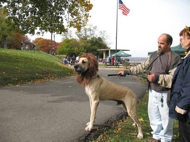 Great Dane Rescue Dogs