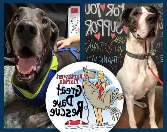 Great Dane Rescue Fl