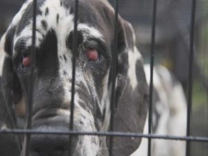 Great Dane Rescue Idaho