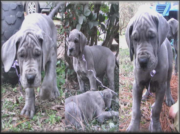 Great Dane Rescue In Ga