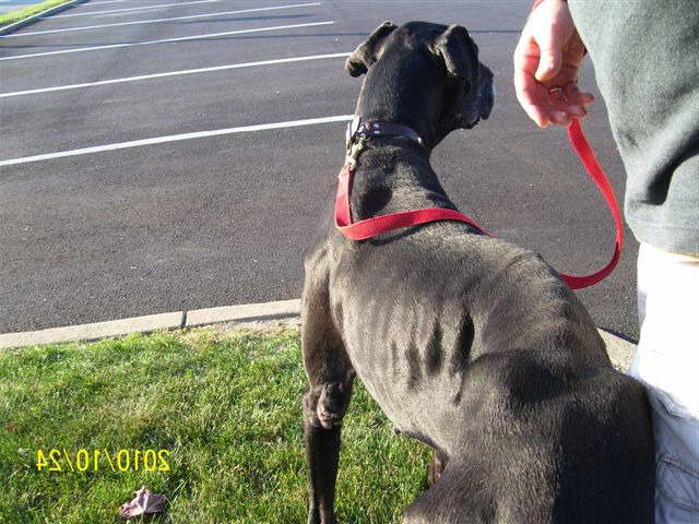 Great Dane Rescue Inc