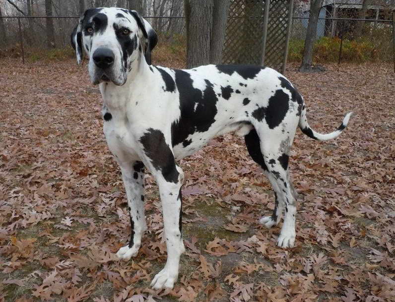 Great Dane Rescue Midwest