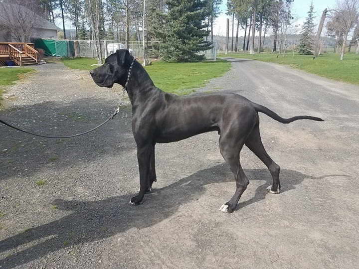 Great Dane Rescue Montana