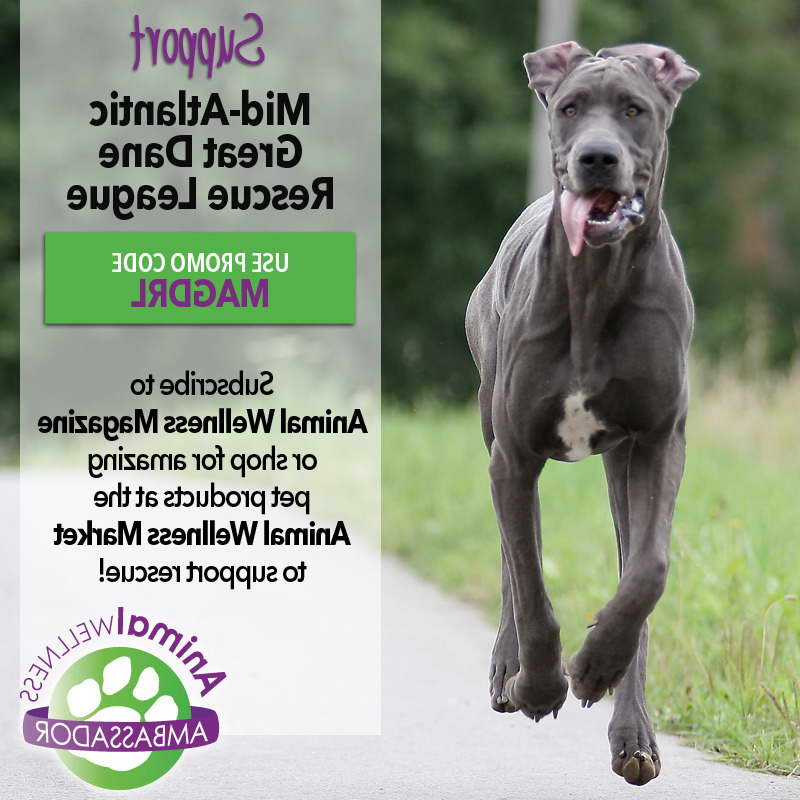 Great Dane Rescue New Jersey