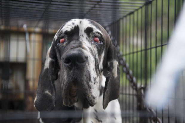 Great Dane Rescue Of New England