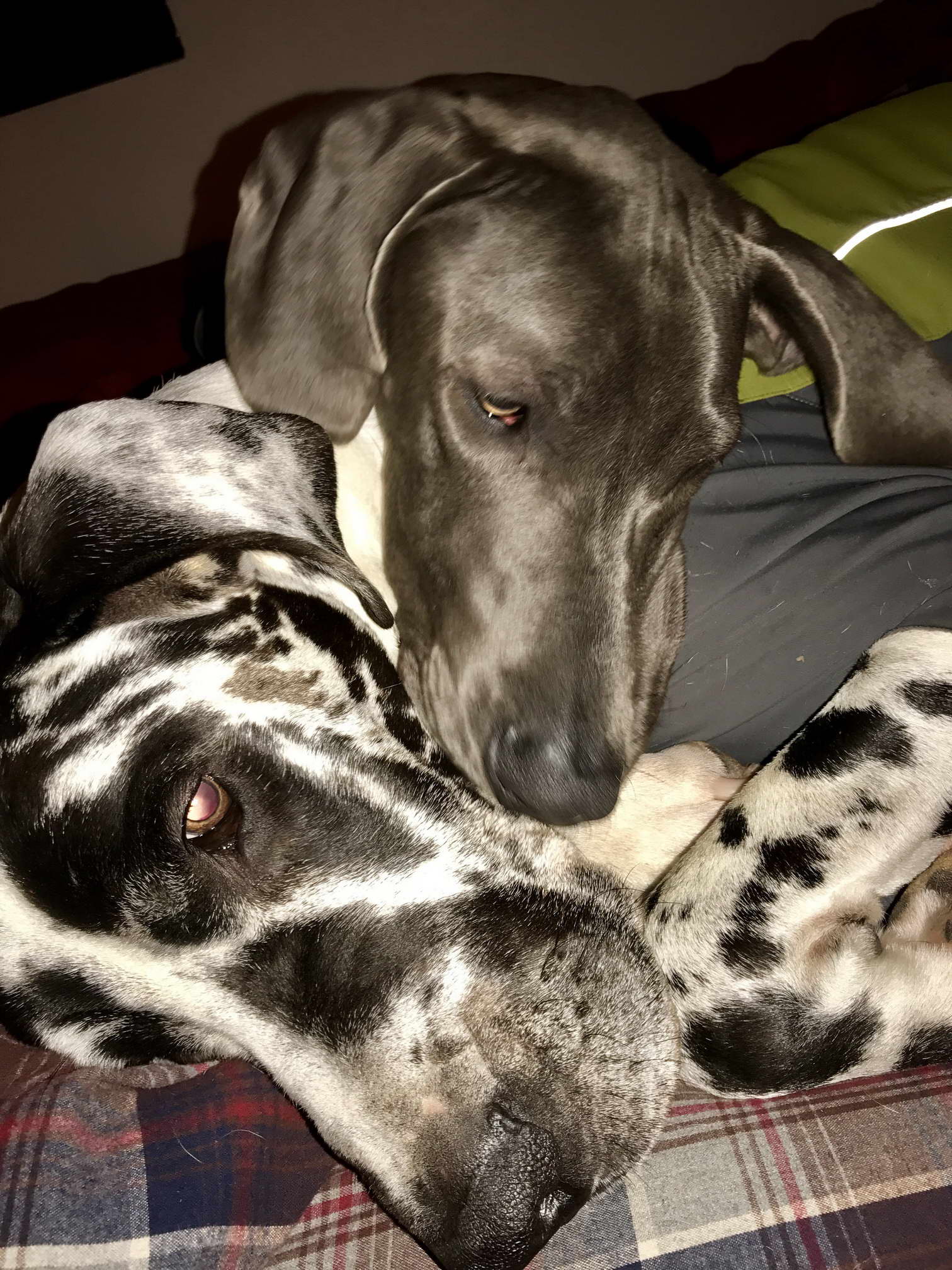 Great Dane Rescue Of Northern Ca