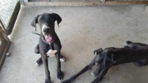 Great Dane Rescue Of South Florida
