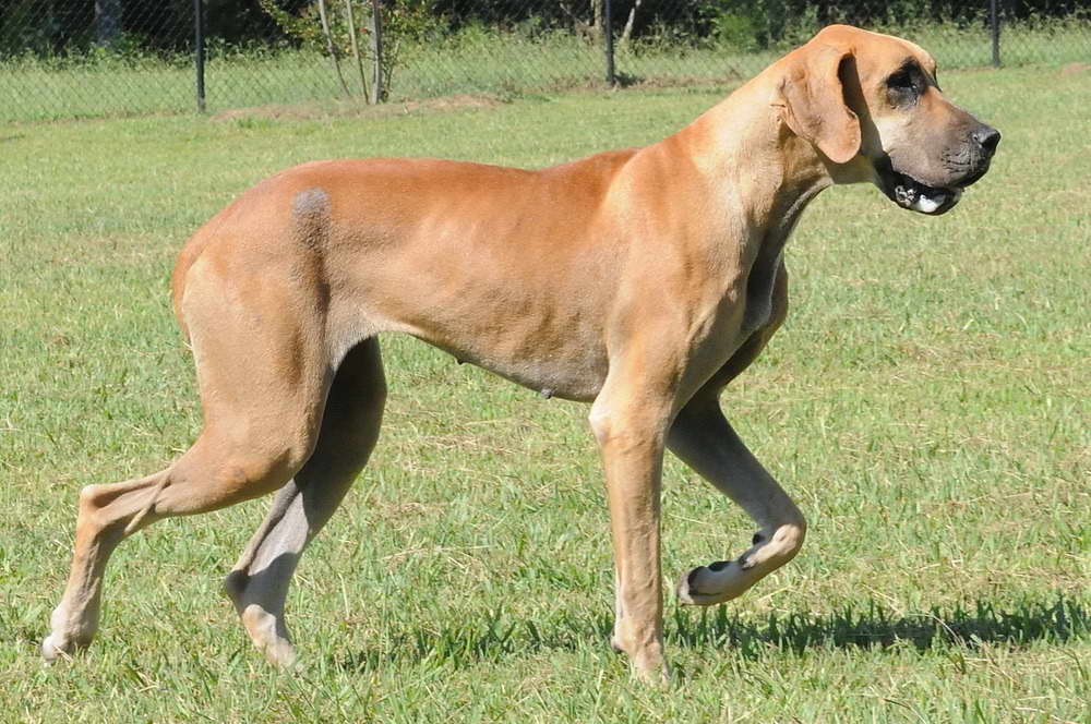 Great Dane Rescue Of The Carolinas