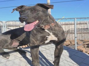 Great Dane Rescue Oklahoma