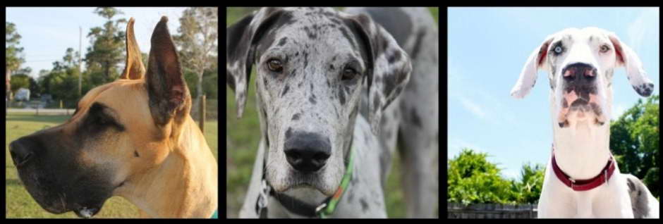 Great Dane Rescue Orlando