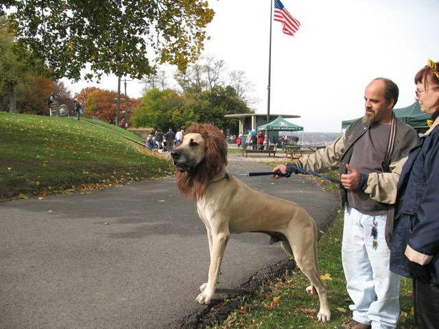 Great Dane Rescue Pa Philadelphia