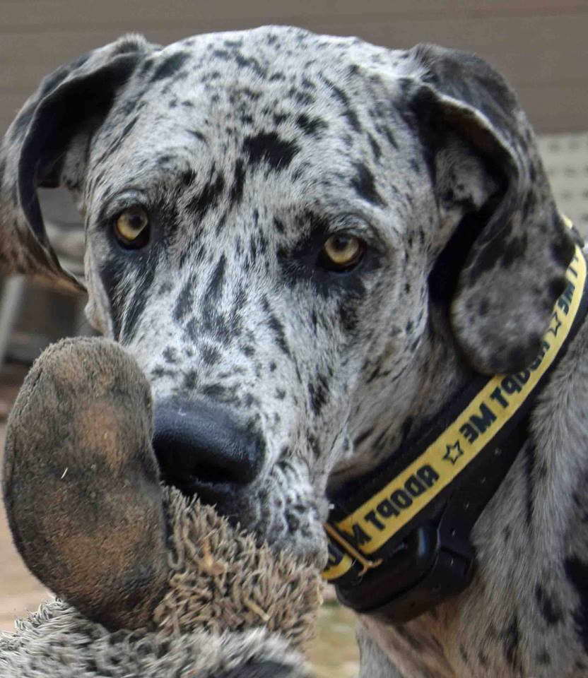 Great Dane Rescue Phoenix