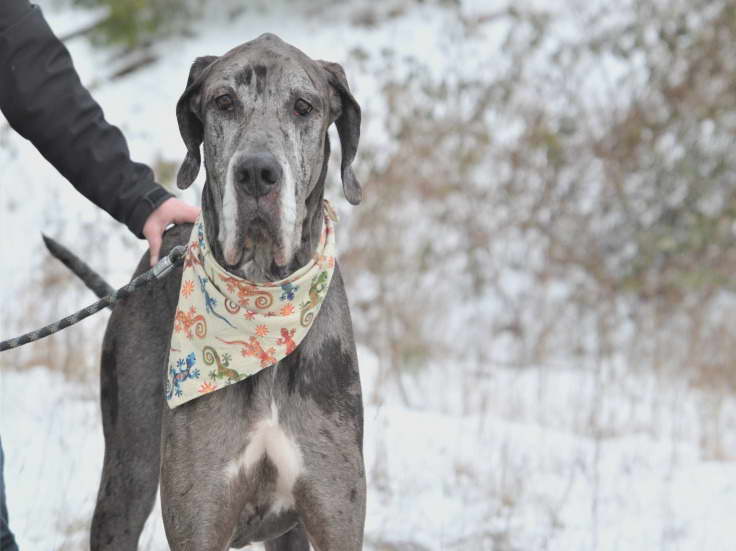 Great Dane Rescue Wa State