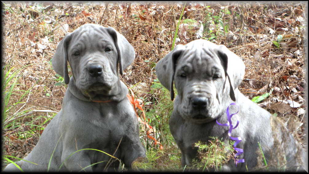 Great Dane Rescues In Colorado