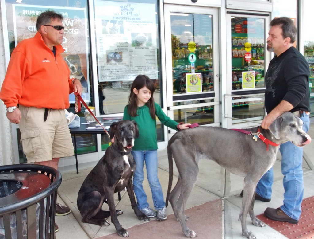 Great Dane Rescues In Ohio