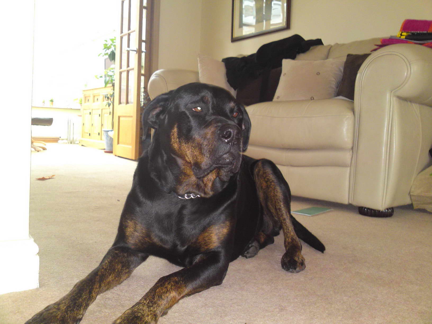 Great Dane Rottweiler Mix Puppies For Sale
