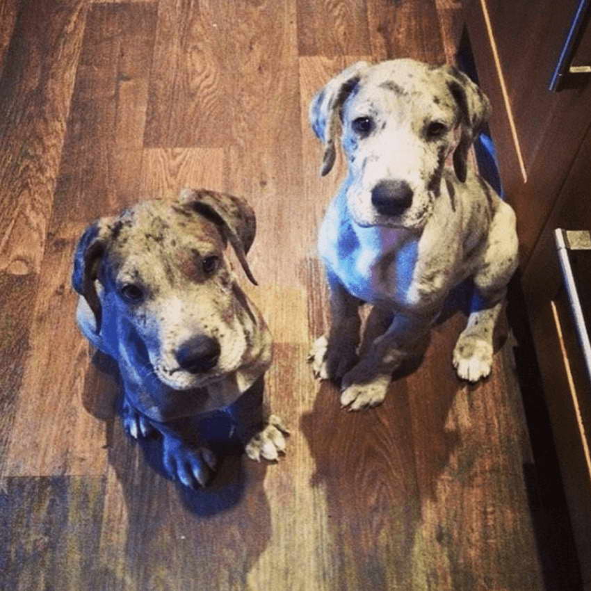 Great Dane Runts