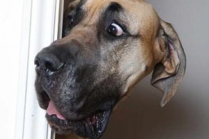 Great Dane Scooby Doo