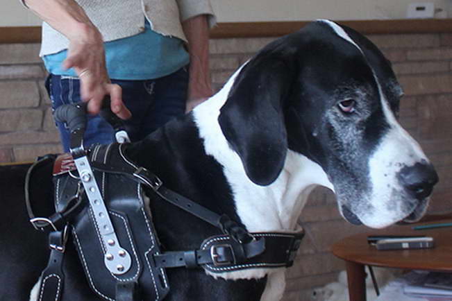 Great Dane Service Dog Vest