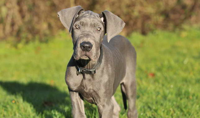 Great Dane Shedding