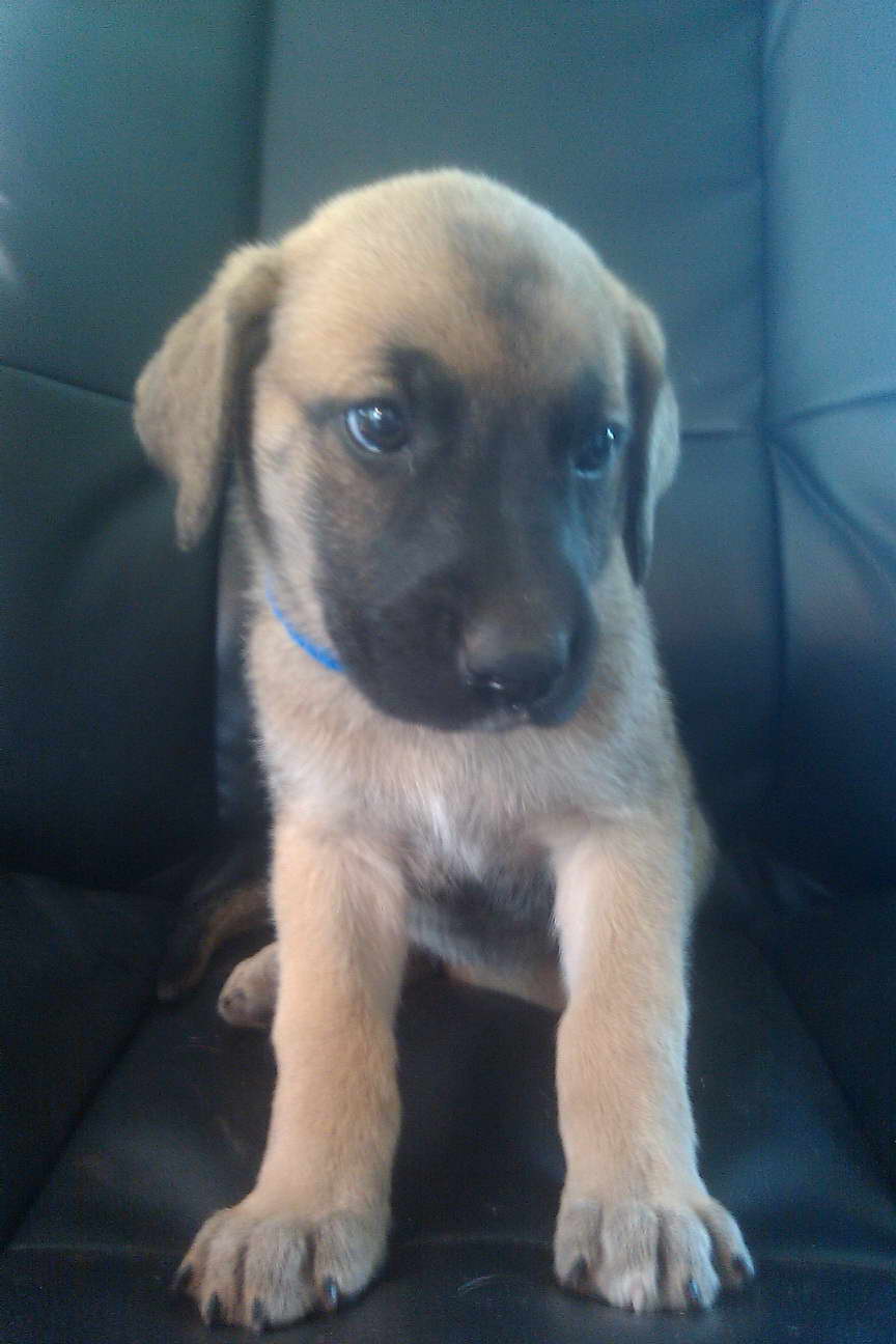 Great Dane Shepherd Puppies