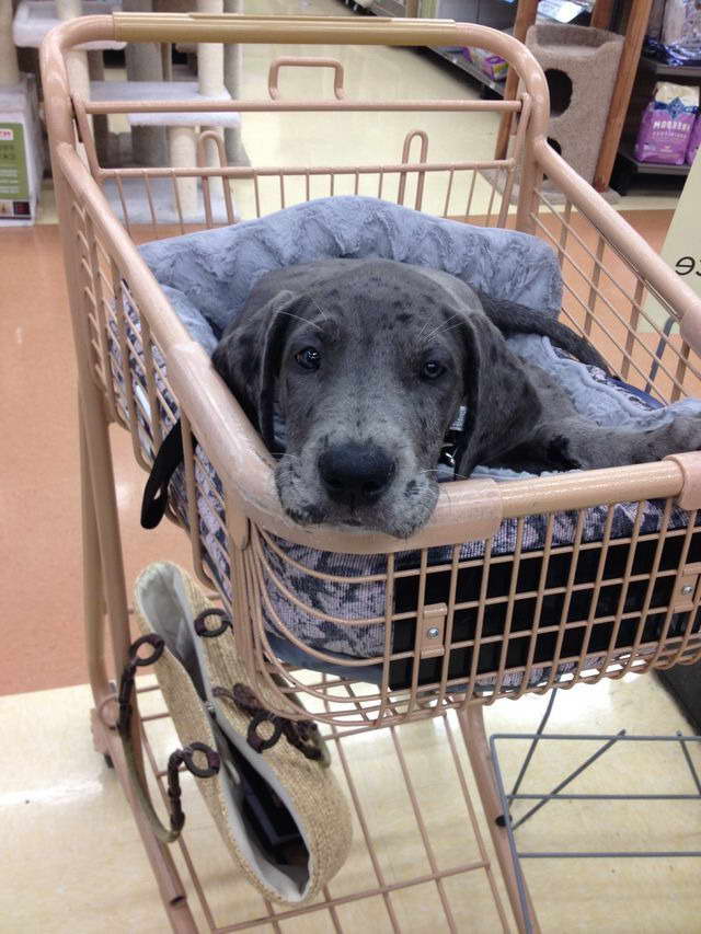 Great Dane Shopping