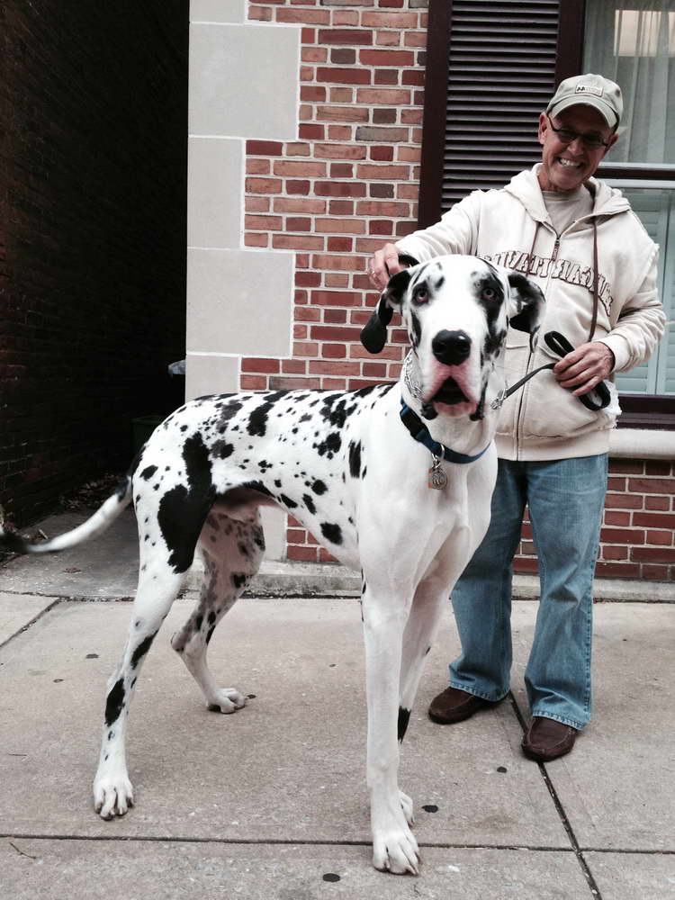 Great Dane Size