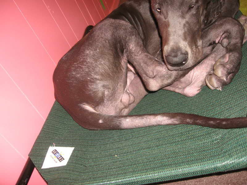 Great Dane Skin Problems Pictures