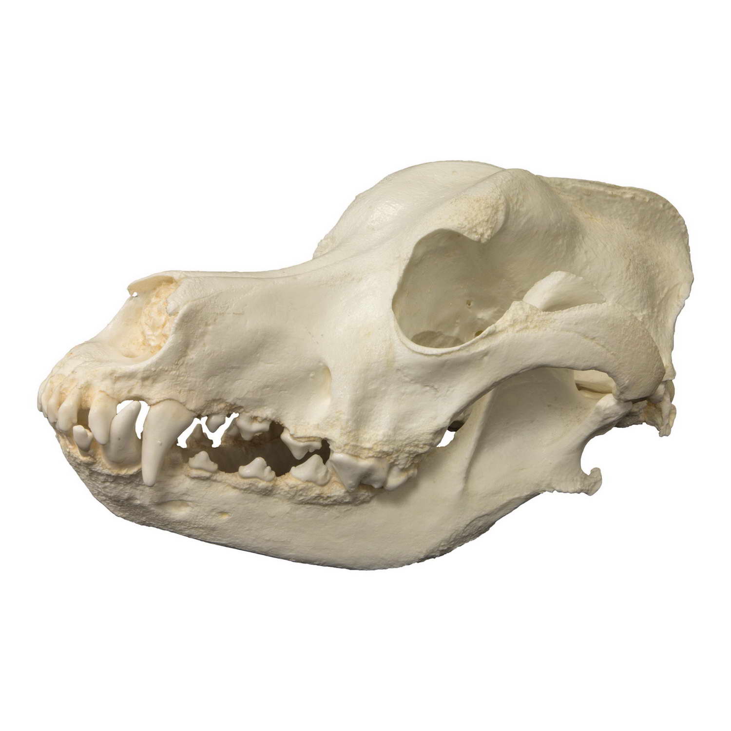 Great Dane Skull