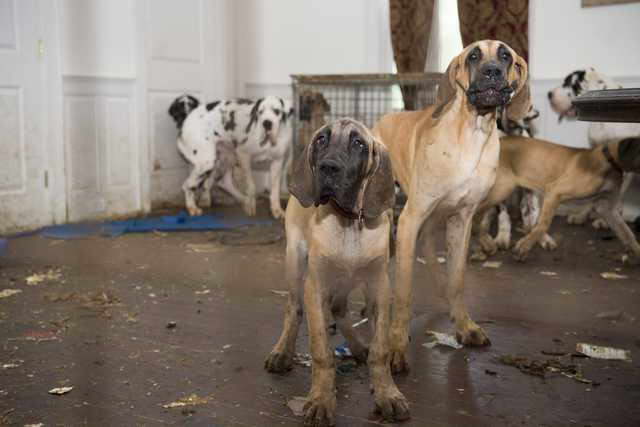 Great Dane Society