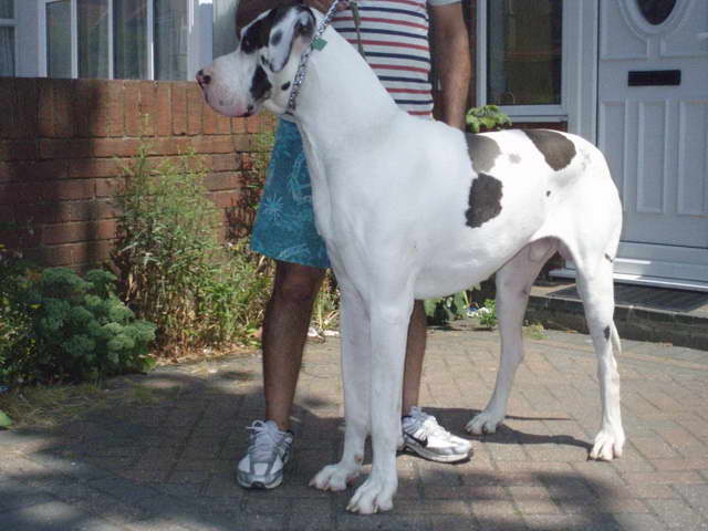 Great Dane Stud Dogs