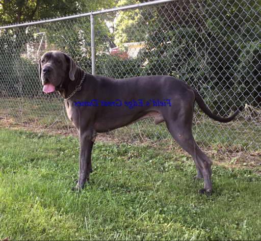 Great Dane Stud