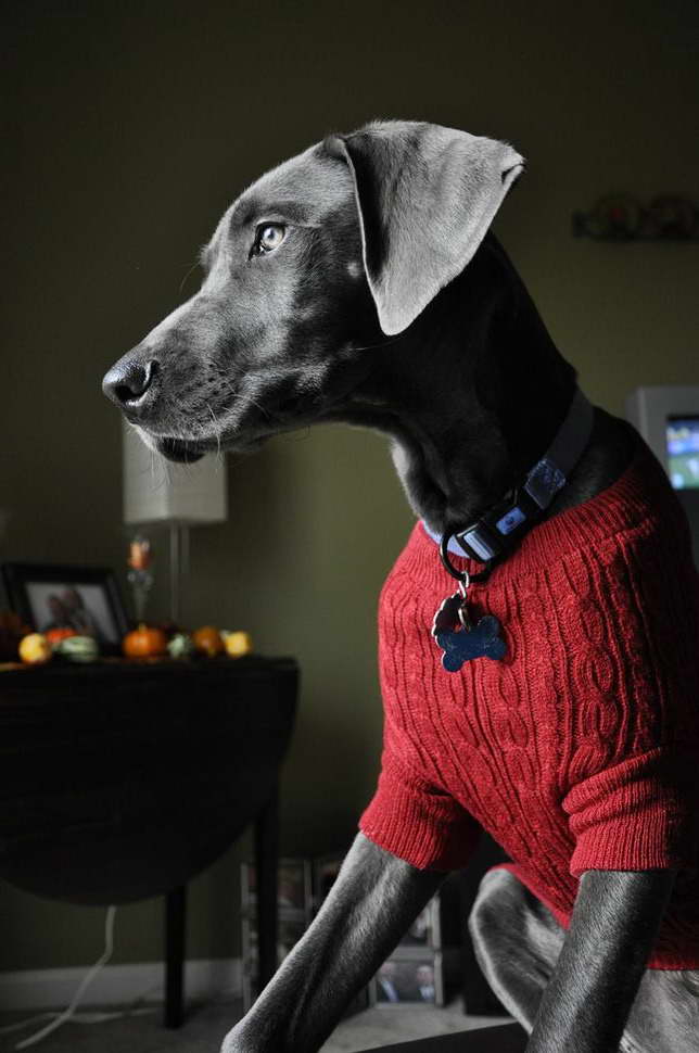 Great Dane Sweater