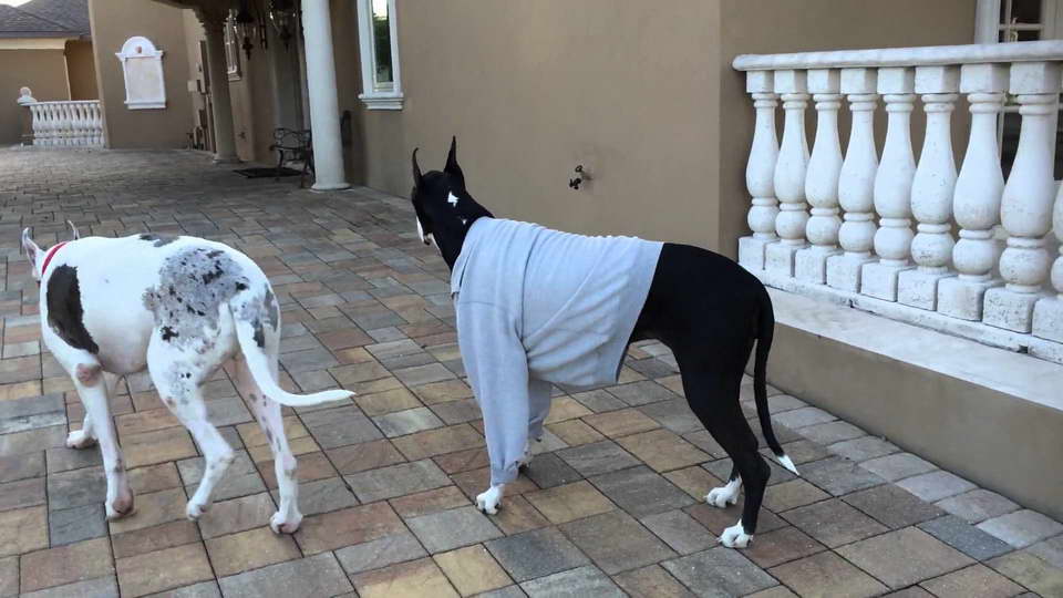 Great Dane Sweatshirts