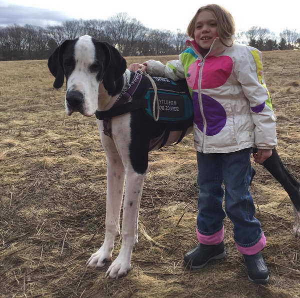 Great Dane Therapy Dog