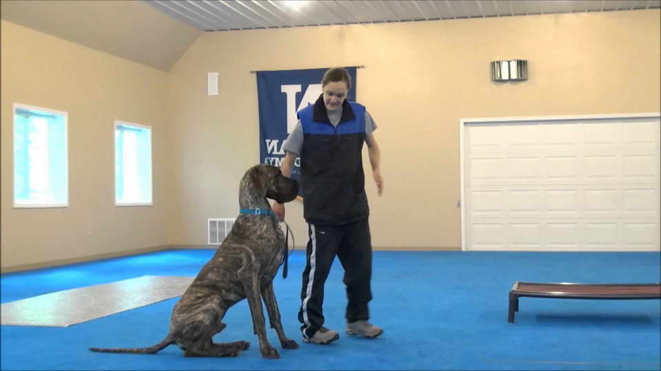 Great Dane Training