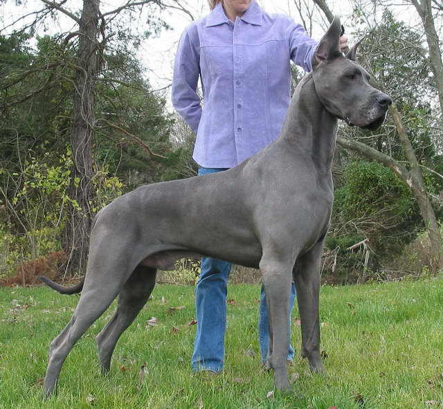 Great Dane Weight