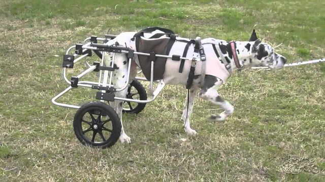 Great Dane Wheelchair