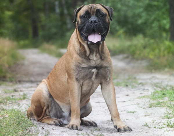 Great Danes Mastiff