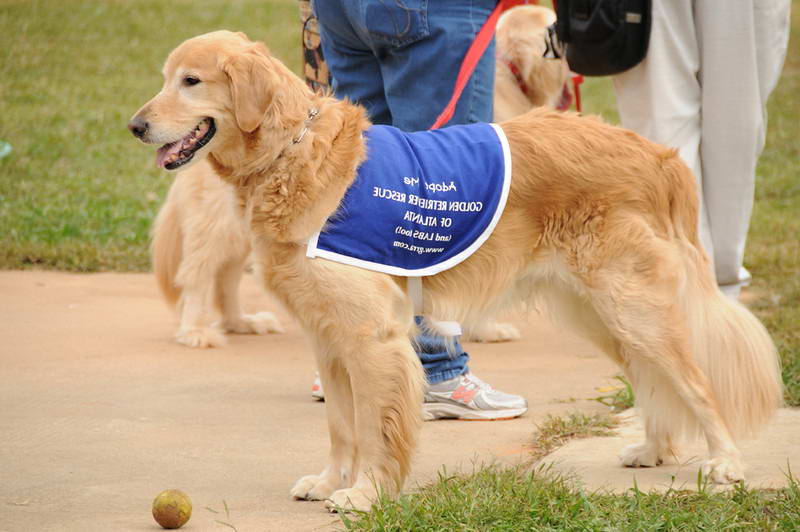 Great Golden Retriever Rescue