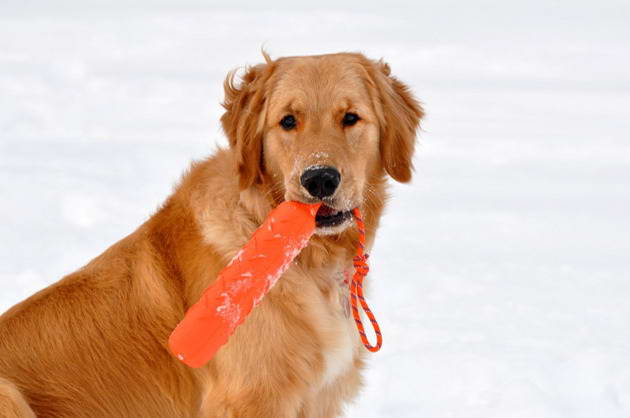 Great Lakes Golden Retriever Rescue