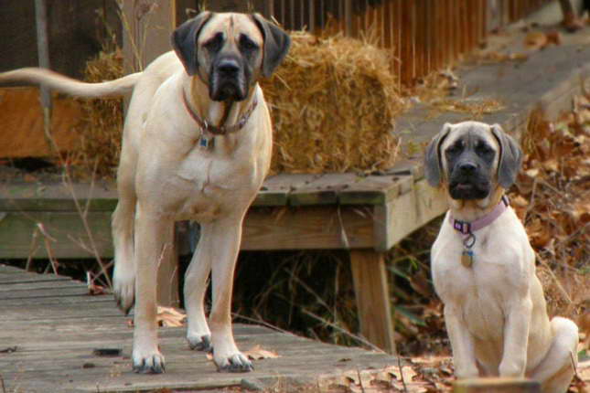 Great Mastiff For Sale