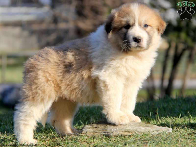 great pyrenees mix puppies