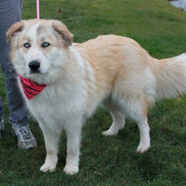 great pyrenees and husky mix
