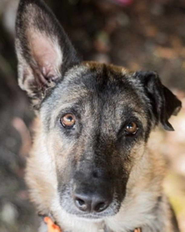 Greater California German Shepherd Rescue