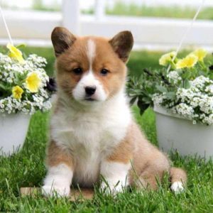 Green Country Pembroke Welsh Corgi Rescue